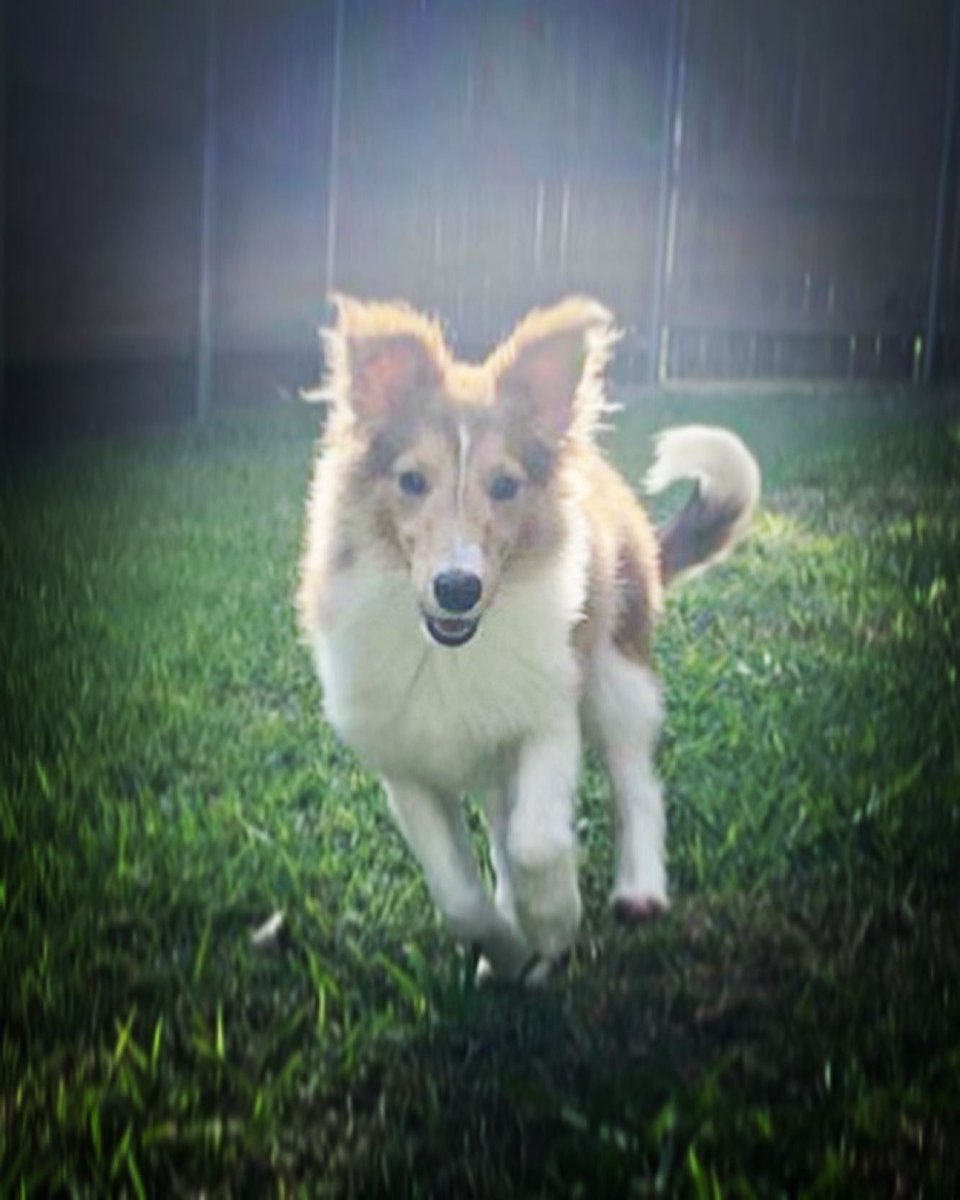 chuck_kaylor's tweet photo. @AMHQ Here is 6 month old @Georgia.Sheltie in mid stride while doing backyard zoomies. Happy #nationaldogday #friyay https://t.co/oJGTpsug1N