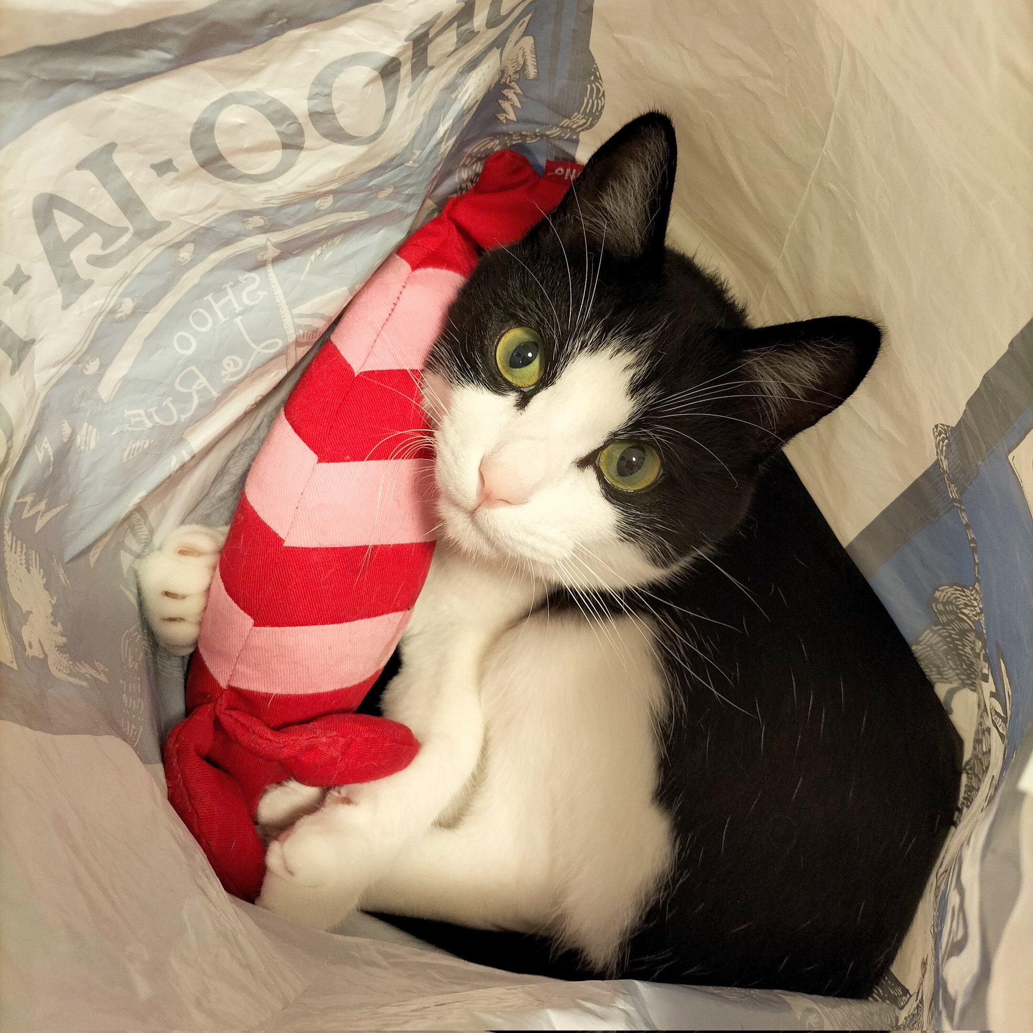猫マックとの暮らし Neko Mac Twitter