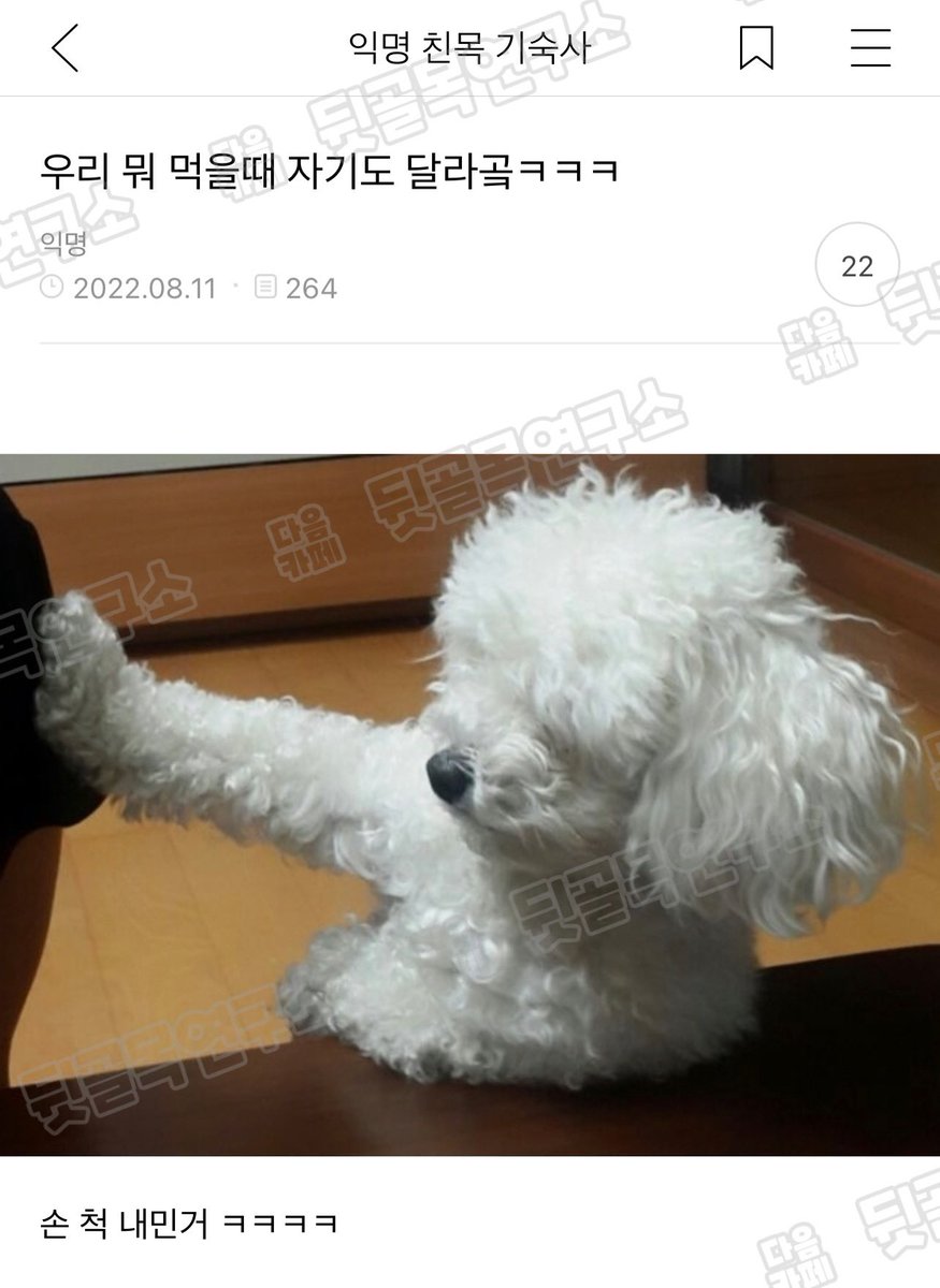 backalley_lab's tweet photo. 우리 뭐 먹을 때 자기도 달라고ᄏᄏᄏ https://t.co/y6LfhOyHkG