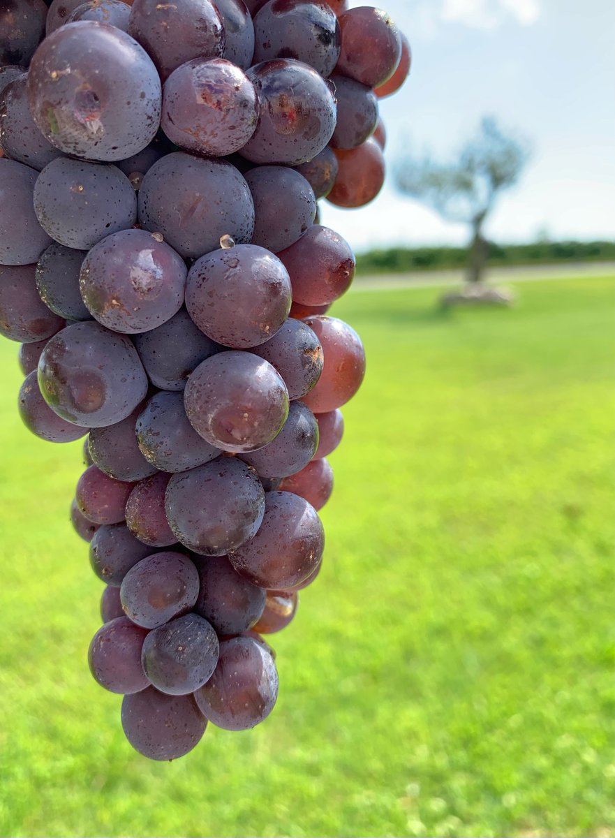 FantinelWinery's tweet photo. Let the magic start ✨
#harvest2022
#Fantinel #FeelTheEmotion🍇 https://t.co/uJ7ff0FYAm
