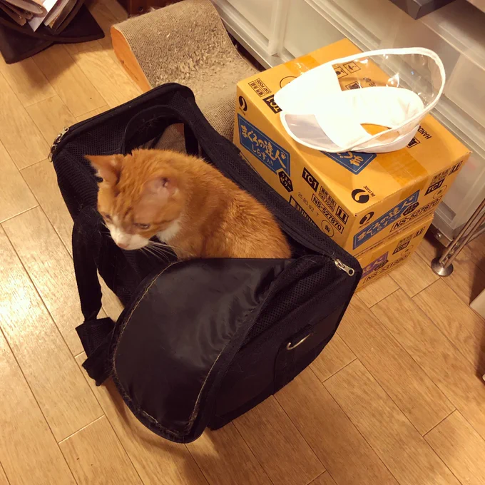 病院嫌いなくせに自分から入ってる猫。 