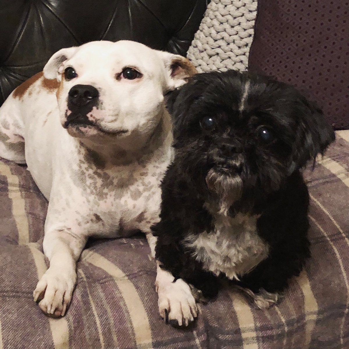 Wishing a Happy #NationalDogDay to all your furry friends, from Betty and Purdy (Virtual PA Co founder Gail’s rescue dogs!) 🐾💚

#nationaldogday2022 #virtualpa #DogsofTwitter
