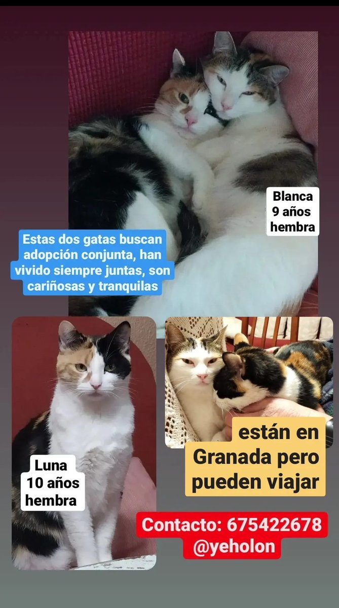 Bioloyeho's tweet photo. Un poquito de difusión porfa 🥺 https://t.co/Y1hCfd1BkE