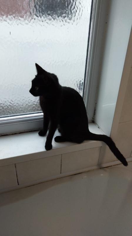 cutecatslost's tweet photo. Lost: Aged 7 Months Goes By Na... | Harwood Street, West Bromwich | https://t.co/fo6ewS5TzN #lostcats #ccl https://t.co/QKgephTUKS