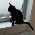 Photo by Cute Cats Lost - UK (@cutecatslost)