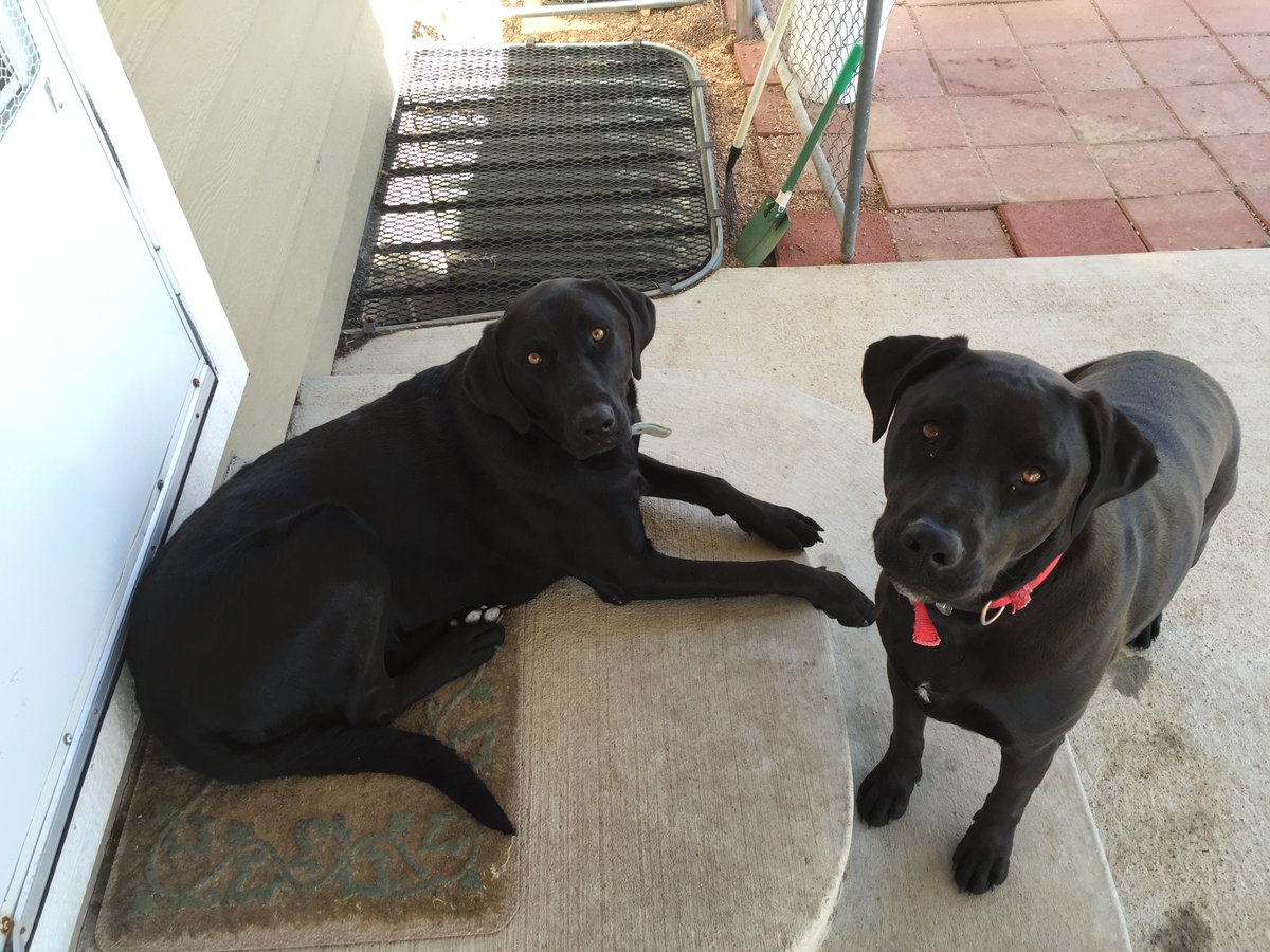 bee_h_candles's tweet photo. Happy National Dog Day! This is Rainy and Shelby.
#beehealthycandles #familybusiness #busybees #beehealthy #handmade #coloradocandles #coloradobeeswaxcandles #funwithbeeswax #naturalisbest #loveyourbees #thisbeeistoocute #difficulttochoose https://t.co/m24qX9hWGp