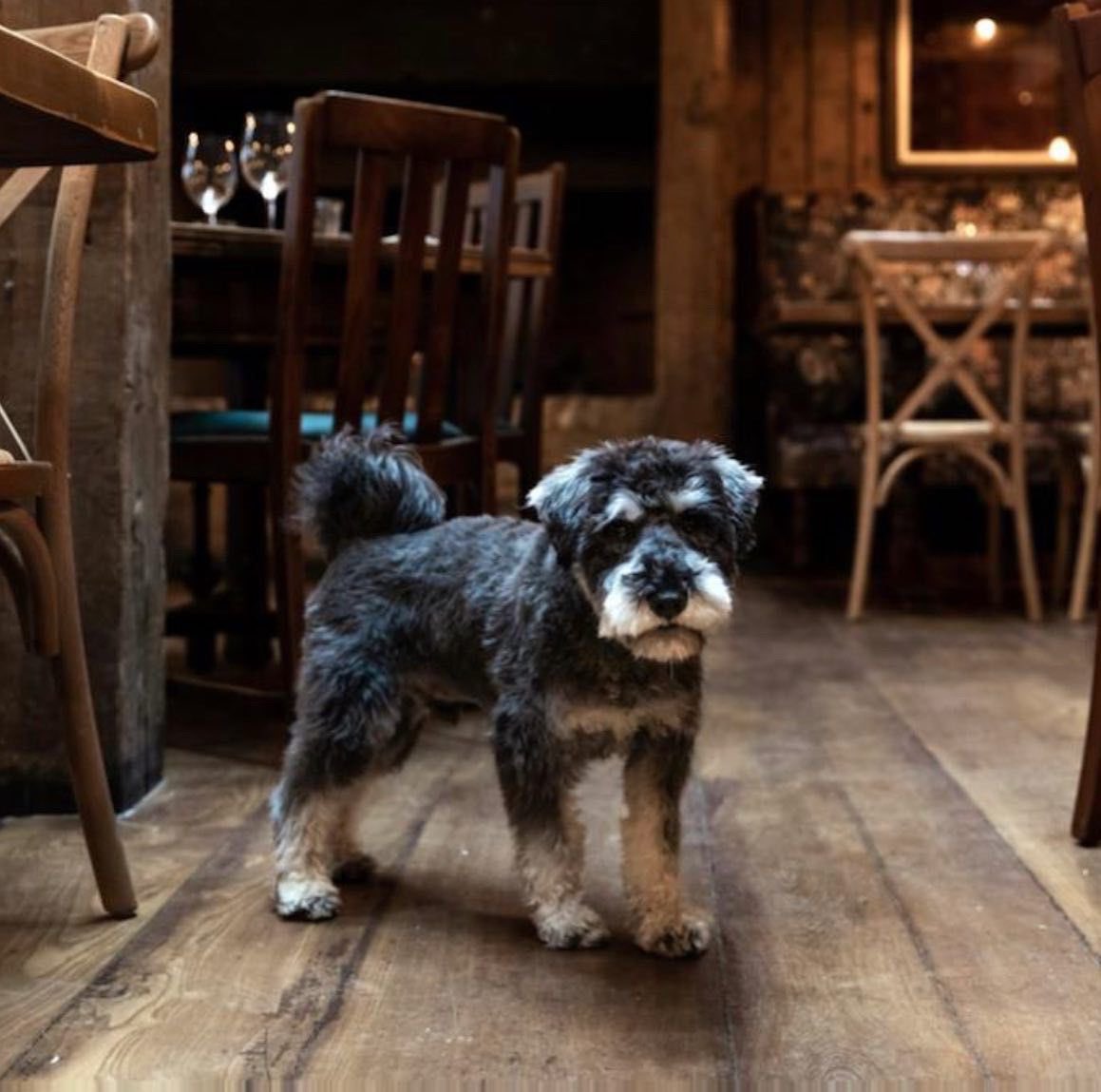 hare_hounds's tweet photo. Having “ruff” day? 🐶 
Come in and have a pint to celebrate National Dog Day! 🐾 
…. You might even find a treat for your furry friends too (good boys only of course!) 
@youngspubspeople @youngspubs #nationaldogday #goodpub #goodbeer #goodfood #woof #dogsofinsta #beer #happy https://t.co/YRQkcMRwOM