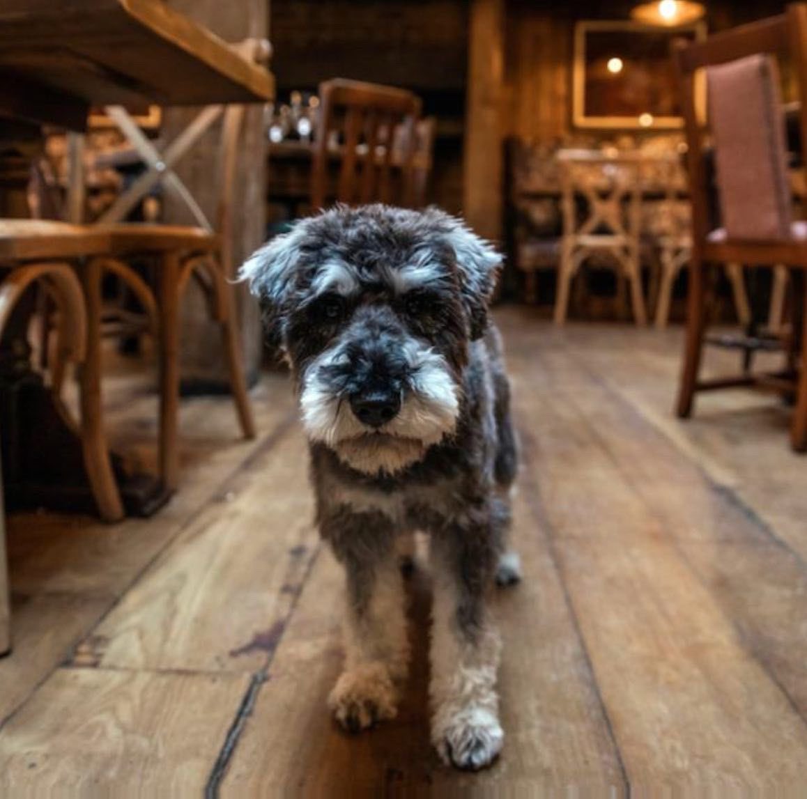 hare_hounds's tweet photo. Having “ruff” day? 🐶 
Come in and have a pint to celebrate National Dog Day! 🐾 
…. You might even find a treat for your furry friends too (good boys only of course!) 
@youngspubspeople @youngspubs #nationaldogday #goodpub #goodbeer #goodfood #woof #dogsofinsta #beer #happy https://t.co/YRQkcMRwOM