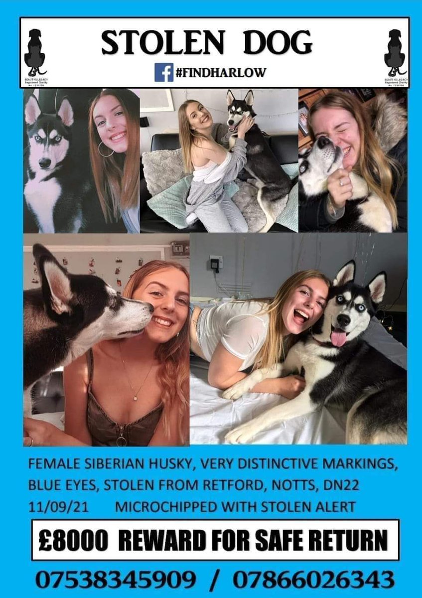 pmc21767's tweet image. #stolen #Harlow #Husky 
Come on peeps, someone knows where she is, it's nearly a whole year without her.
8K REWARD for her safe return, just think what you could do with money the way things are at the moment.
#RETWEEET