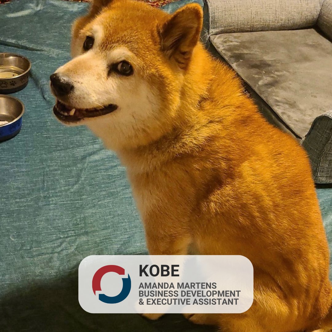 MetOceanT's tweet photo. Happy National Dog Day! 🐶 Our furry friends are important team members here at MetOcean 😉, so today we’re giving a shoutout to our loyal companions for always keeping things paw-sitive, even when things get ruff.

Meet our canine crew below!

#InternationalDogDay #MetOceanTeam https://t.co/N0viprBP6K