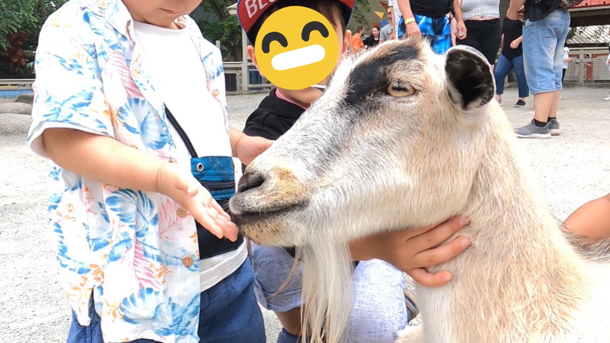 LifeMTL's tweet photo. この間行ったZOO GRANBYの動画ができました☺️良かったら観ていってください♪ 

https://t.co/T34m3lGTrX

#動物園
#ZOO
#summerbreak
#夏休み
#animals
#GRANBY https://t.co/42xRRB9yN8