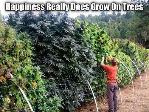 cannabishub's tweet photo. Hear! Hear!

#maryjane #indica #sativa #weed #mmj https://t.co/uYcQaTkdgP