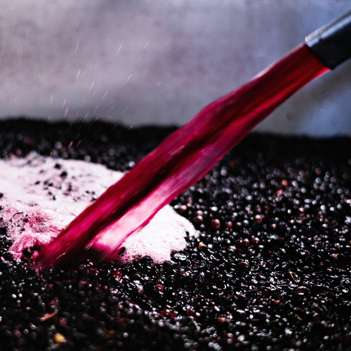 cmv1732's tweet photo. Vinification in process : from 🍇 to 🍷

#chateaudumoulinavent #picoftheday #gamay #beaujolais #vinification #oenologie https://t.co/Ci4R65OGjN