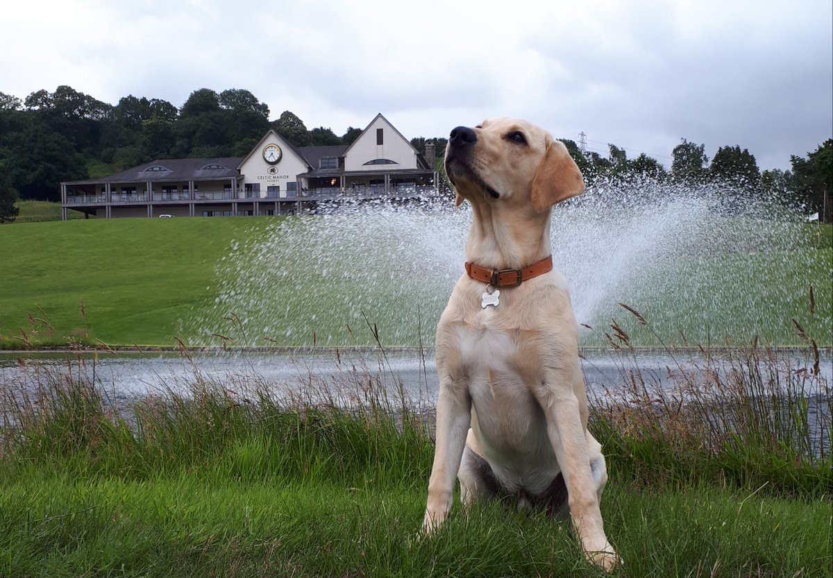otterbine_H2O's tweet photo. To celebrate national dog day - here's a throwback to our Dog Day's of Summer Contest! This Gemini and it's model Cooper are located overseas at @TheCelticManor!

#nationaldogday #dogsofturf #otterbine #aerator #aeratingfountain #golfountain https://t.co/VllfYiM9ym