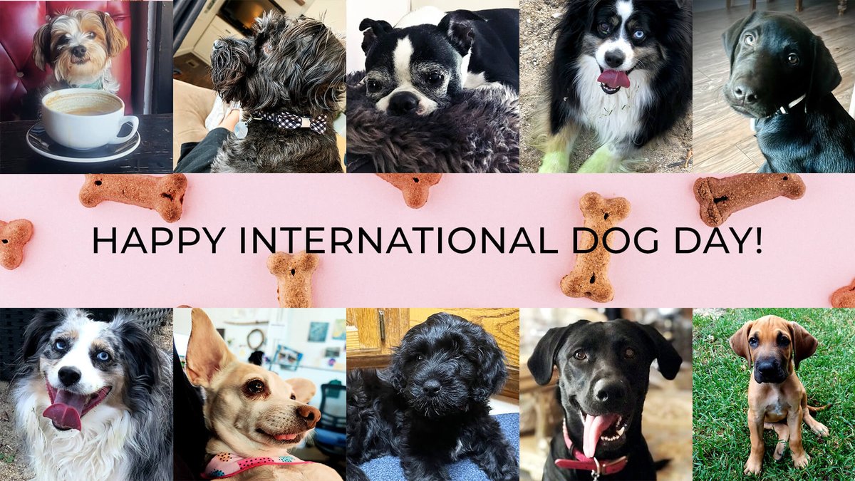 kaspieninc's tweet photo. At Kaspien, we know that some of our biggest supporters have wagging tales and wet noses. This International Dog Day, we celebrate the four-legged furry friends of Kaspien for making our lives brighter. ♥️🐕🐩🐾

#dog #dogday #internationaldogday #dogsofinstagram #onekaspien https://t.co/0QA5qF7Uwj