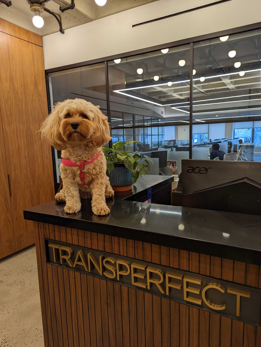 TransPerfect's tweet photo. Today is #NationalDogDay!
Applications are now open for our security dog position! You have big paws to fill.πΎ
#DogsofTransPerfect #PupsAtWork https://t.co/9TdzBtazYP