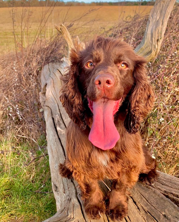 CambsCops tweet picture