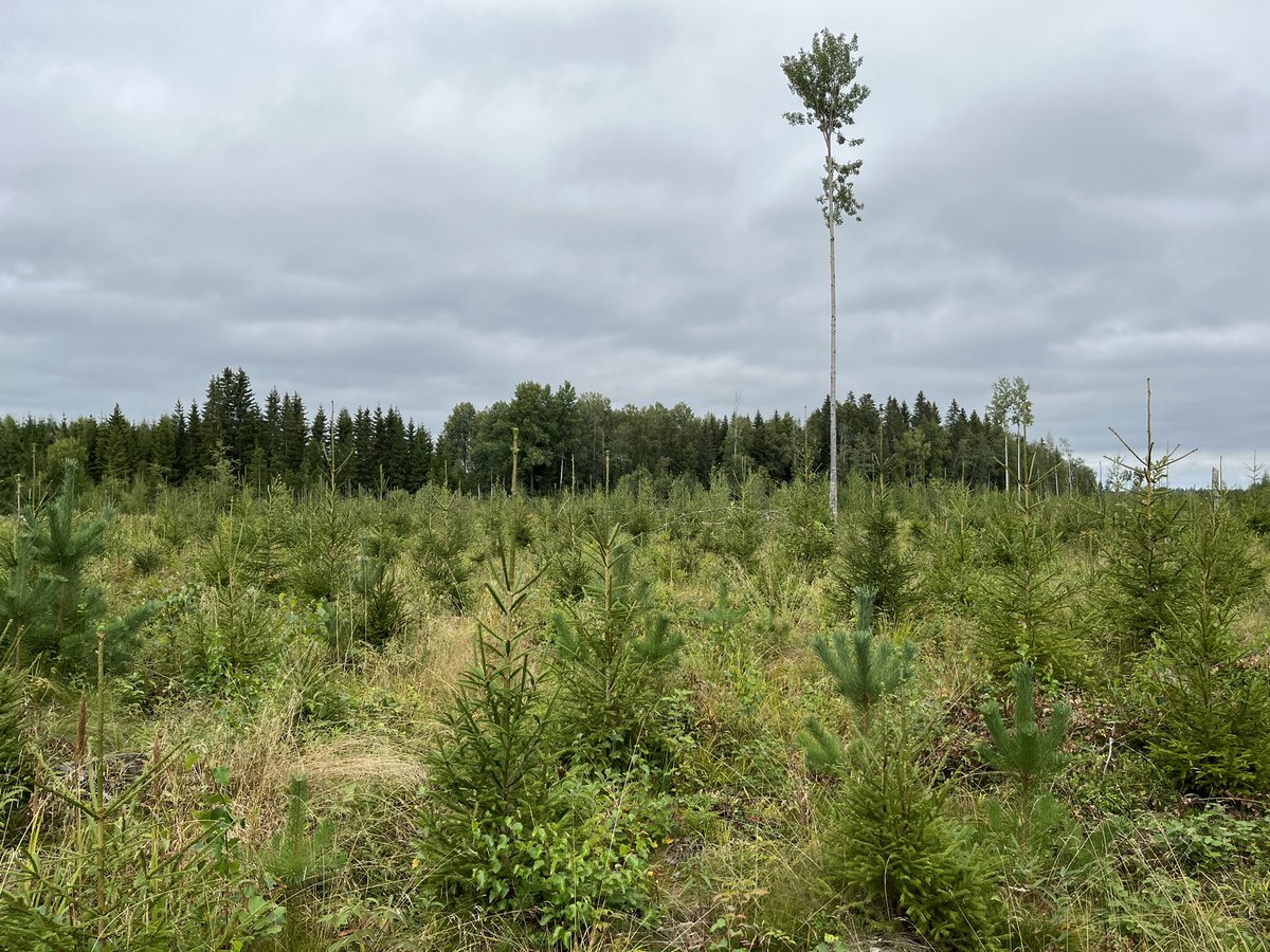 Muutama päivä taas metsänhoitohommia takana. Työ tekijäänsä kiittää. Ilo nähdä oman työn jälki. Taimikko voi hyvin 😊