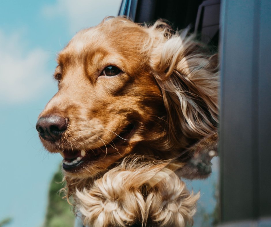 palsvetlab's tweet photo. 🔹 Happy National Dog Day! 🐶 
Let's celebrate by posting a picture of our gorgeous dogs! 🥰 What's your favourite breed?
https://t.co/bq2Kya1EkF
#nationaldogday #Dogs #doglover #doghealthcare #dogbreedersuk #dogbreeders #puppiesofinstagram #veterinarydiagnostics #animalhealth https://t.co/9I7Tbk6ljr