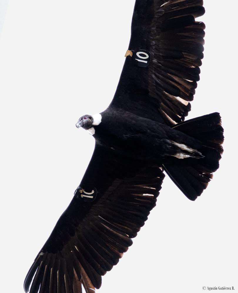 CondorFundacion's tweet photo. #BuenasNoticias.- La majestuosa #Chunka, cóndor adulta que marcamos en el año 2015 en nuestro Centro de rescate Ilitío en #Cotopaxi, ha sido re-avistada recientemente en la provincia de #Loja. 

✴️ Agradecemos las fotografías y el reporte de Agustín Gutiérrez. 

#Ecuador #condor https://t.co/kdL3cNbHIq