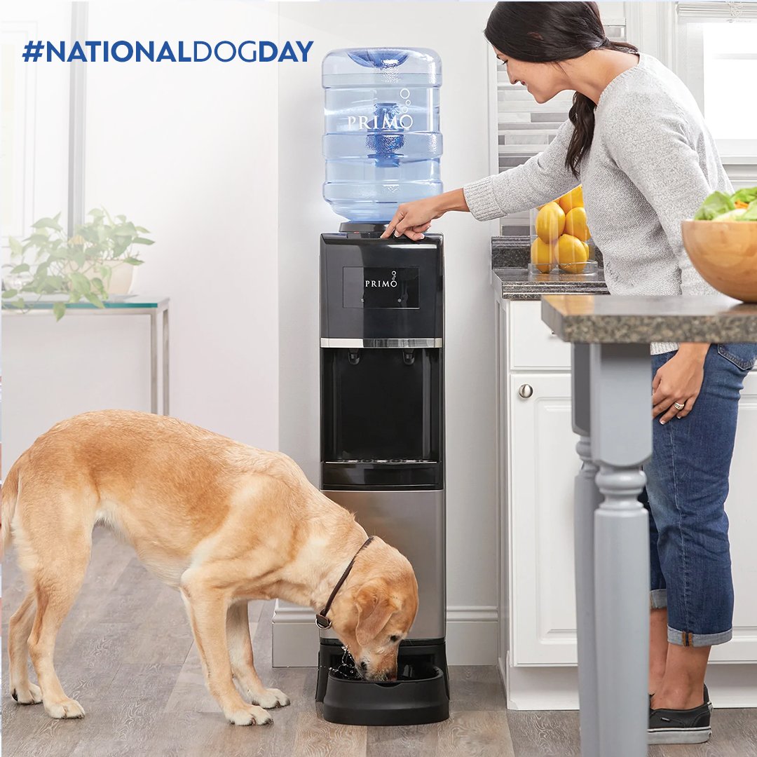PrimoWater's tweet image. Now Sparky can also drink healthier water. What's your fur baby's name? 🐶💧 Happy #NationalDogDay. Primo Pet Station Water Dispensers are 30% OFF! Shop now: bddy.me/3PSjzax