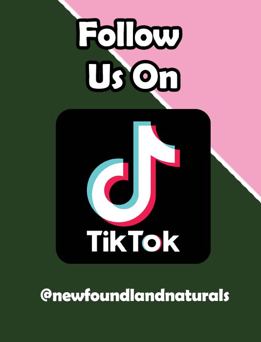 NewfoundlandNa's tweet photo. Follow us on TikTok at https://t.co/iIB6JA5PUk
#newfoundlandandlabrador #newfoundland #explorenl  #newf #nature #newfoundlandlove #newfoundlander  #foraging #ComeHome2022 #homesteading 
#wildedibles #mothernature #NN2022 #naturalmedicines #mikmaqpride #nativemedicines https://t.co/aaPlzrfFjm