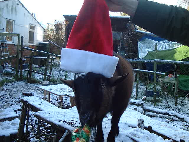 henryandjoey's tweet photo. Henry in the snow, December 2001 #PygmyGoats #Goats https://t.co/or1bNwIECr