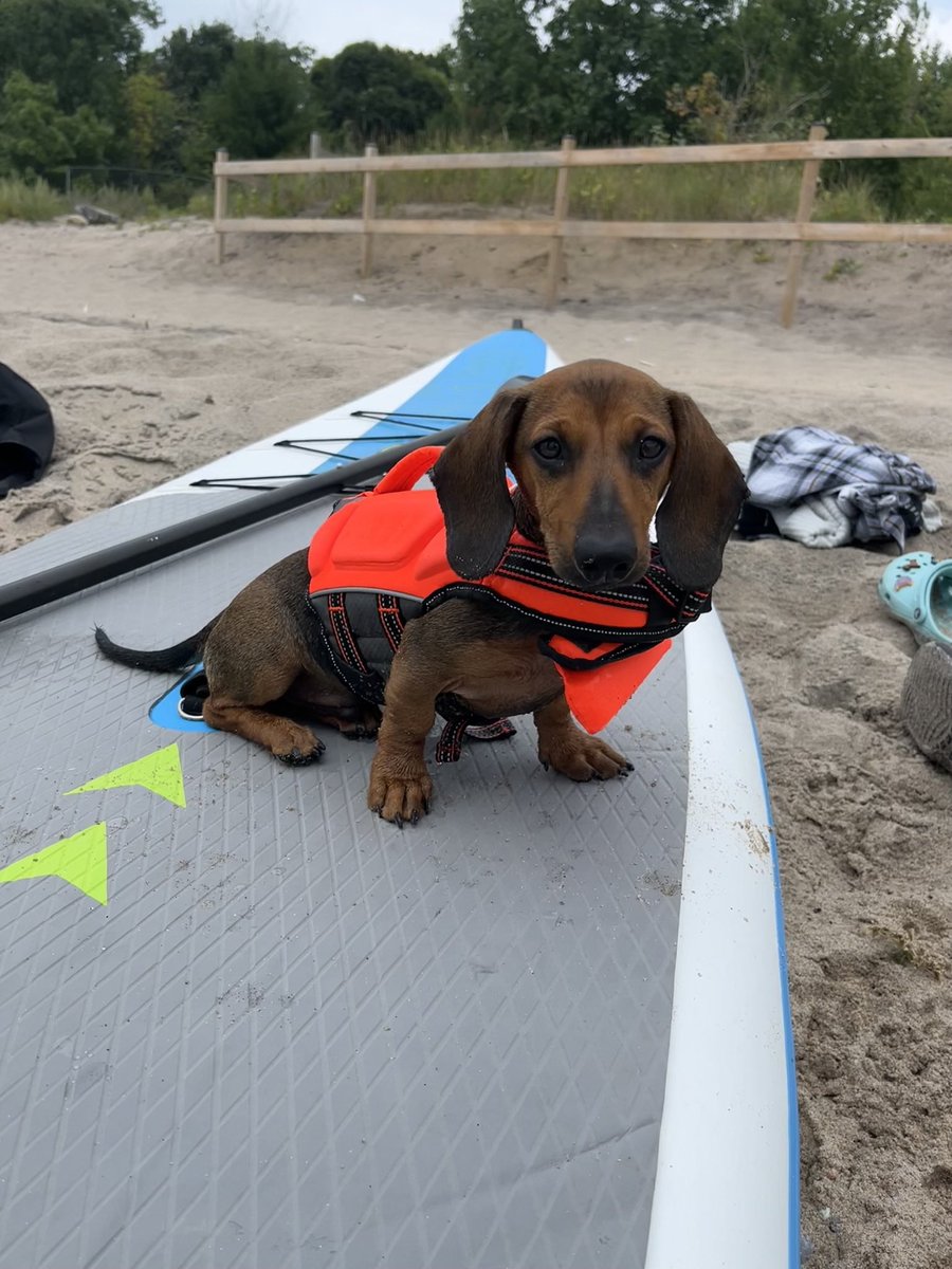 fras1995's tweet photo. @Q107Toronto @SleepCountryCan He needs a new bed after we forced (read: kept him safe) to wear his life jacket on the paddle board. @meaghanmurph https://t.co/axr1kFg85O
