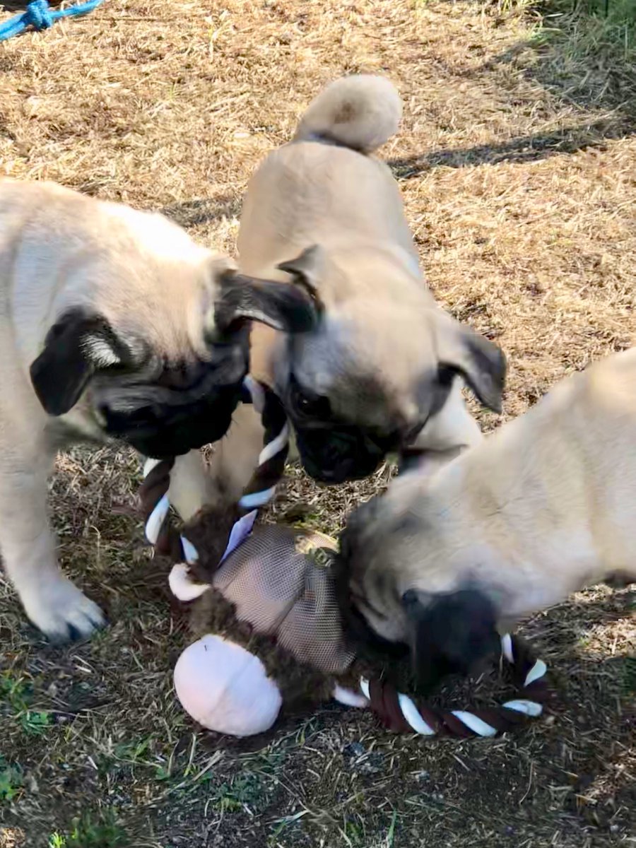 LisaAlesci's tweet photo. Maybe they think it’s an interloper? 😂😂🐾🥰
#NickAndNora #TeddieBean #PugPuppies #PugsOfTwitter #MonkeyFaces https://t.co/d8laSqSSTi