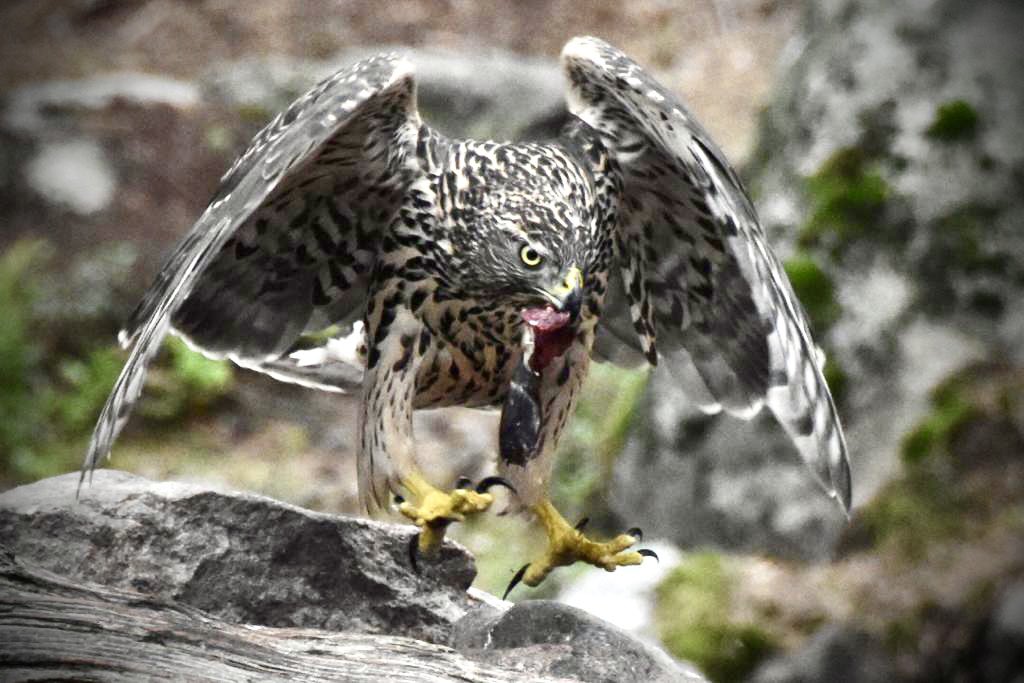 El vaig fotografiar a Suècia fa uns dies i no estic segur de si és un gavilà… <a href="/birdcatalunya/">Birding Catalunya</a> <a href="/GGarriguenc/">Grup Ornitològic Garriguenc</a> 
Gràcies!
#gavilà #falcó #naturasalvatge