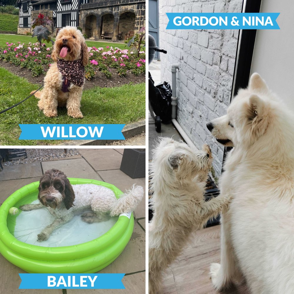 TheLoyaltyWorks's tweet photo. It's International Dog Day! 🐶🐾

What better way to celebrate than with the Loyalty Works staff pups?

Who do you think is the cutest? 😍

#dog #internationaldogday #pets #teampets #LoyaltyWorks https://t.co/RAhYYFVZco