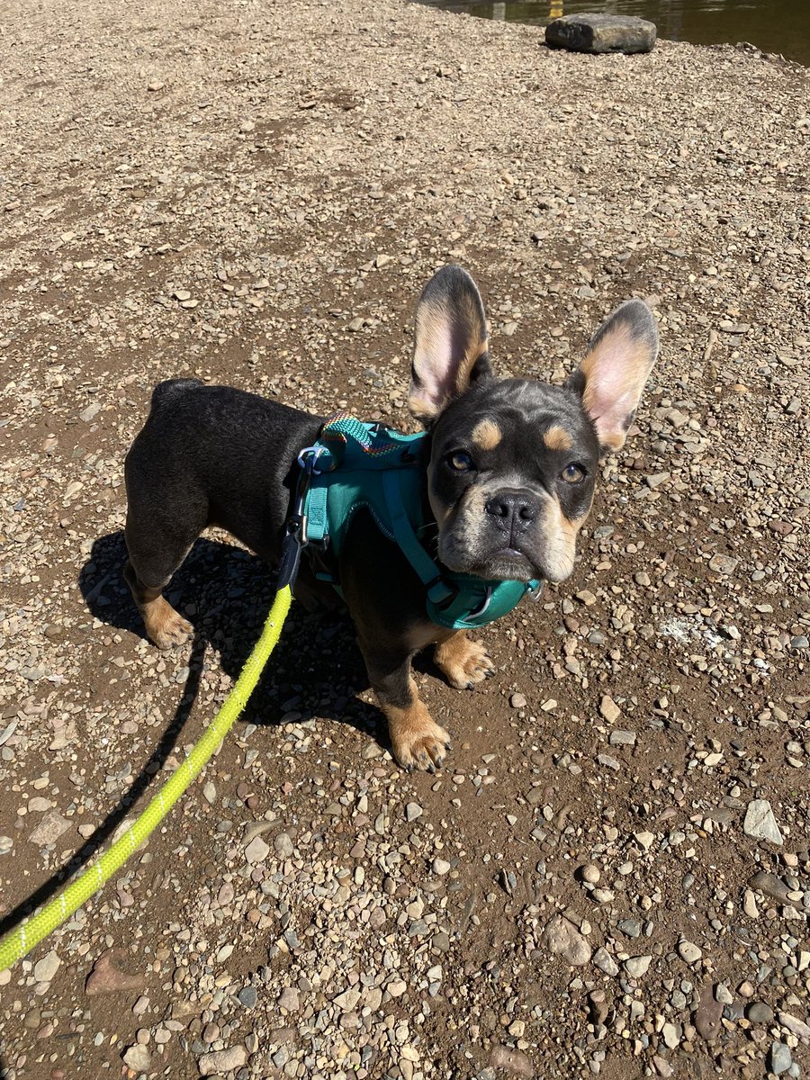 taay_block's tweet photo. and now I have a puppy🥰 https://t.co/qNNjANzC1u