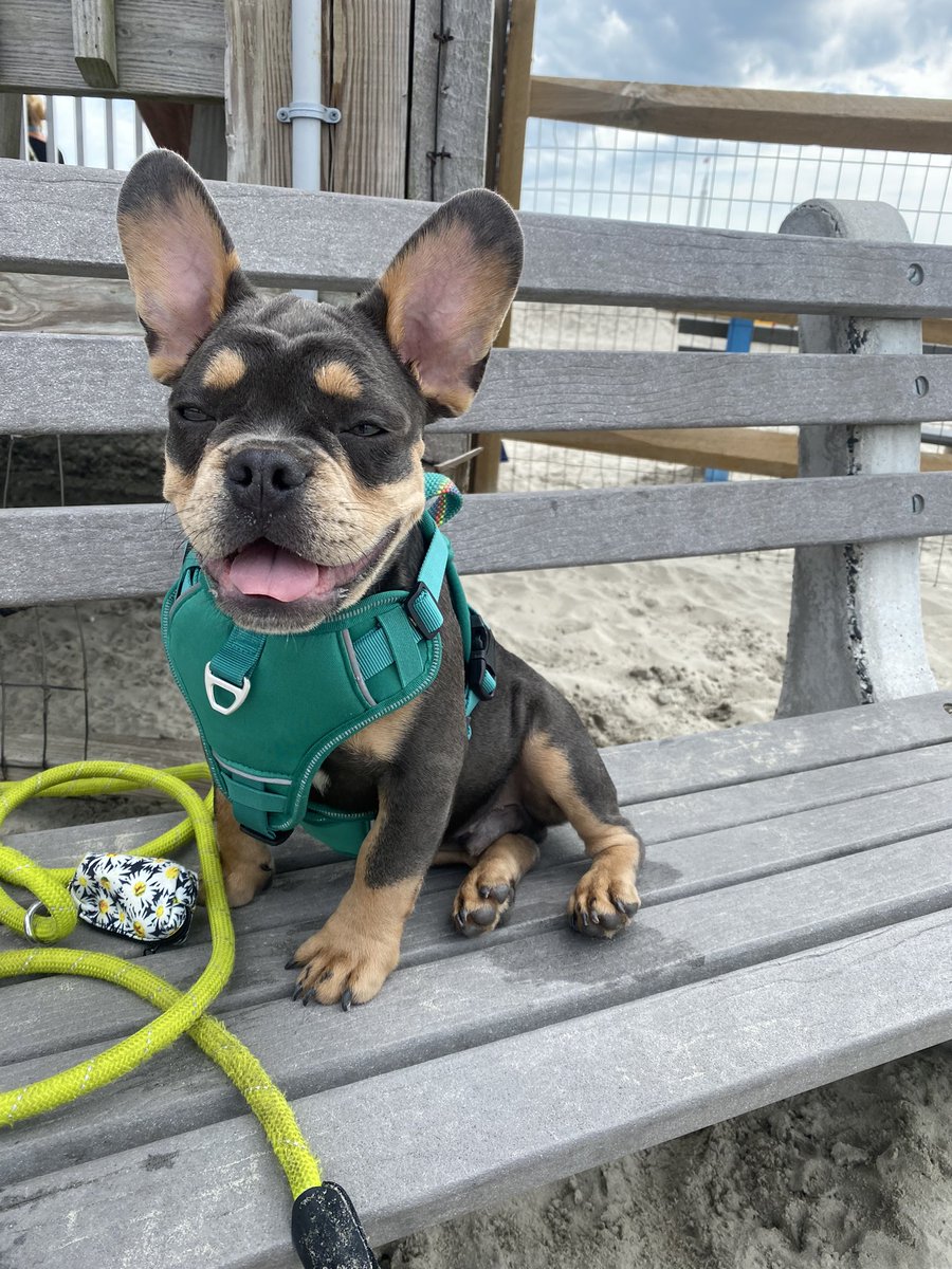 taay_block's tweet photo. and now I have a puppy🥰 https://t.co/qNNjANzC1u