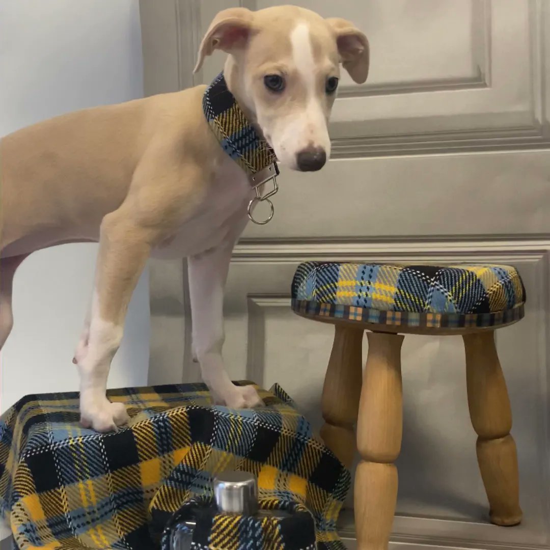 angelshareglass's tweet image. it's #nationaldogday🐶

How cute does Silvy look in our Whisky &amp;amp; Water Tartan?😍 Even doggies love our Tartan products!

P.s- this is a photo from last year since there's no doubt Silvy is now too big to fit our Tartan Keyring around her neck!🤣🤣

#dogatwork #smallbusiness