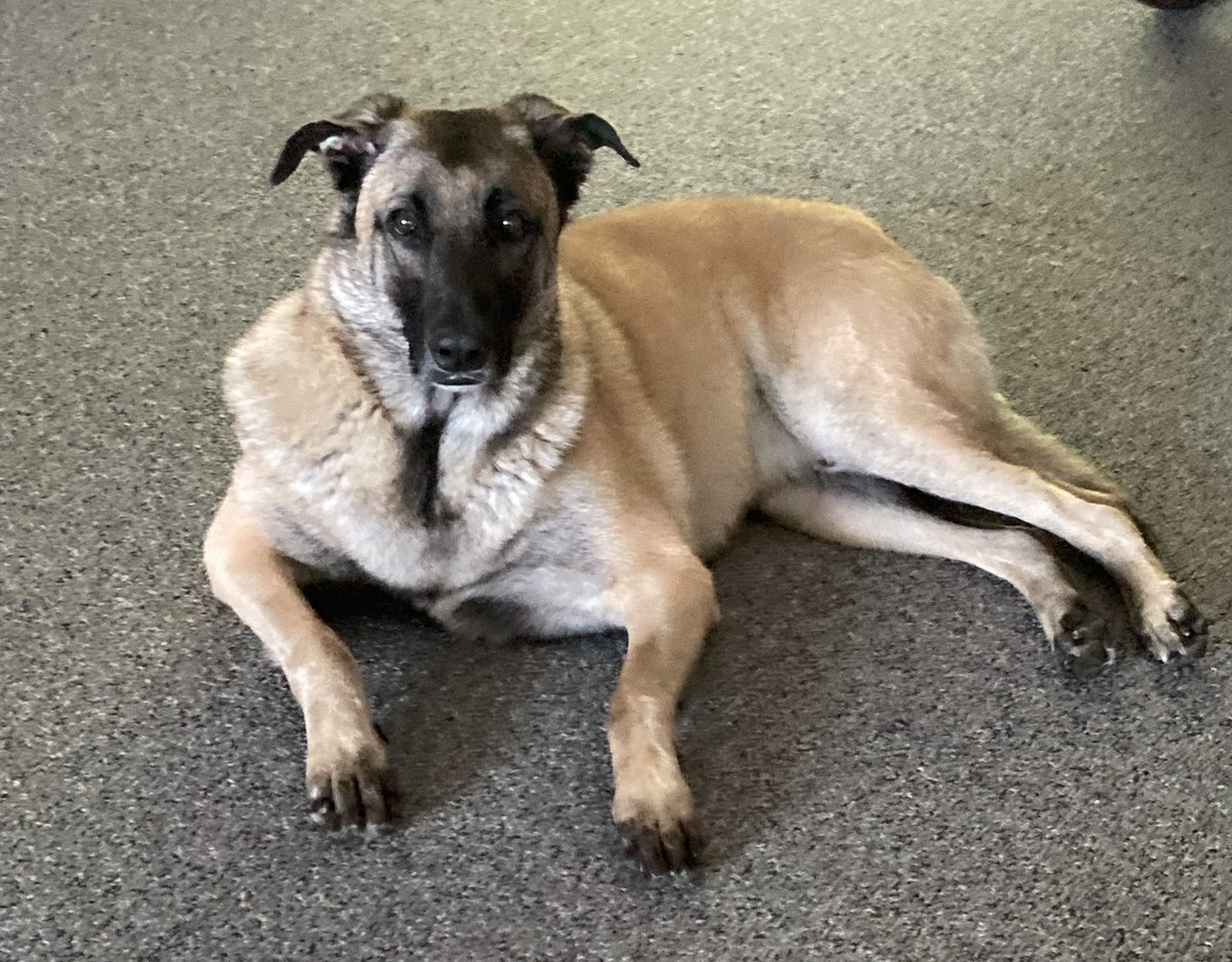 SueB3's tweet photo. #NationalDogDay Looking forward to many loving years with this handsome good boy Winston! 🐕🥰 https://t.co/AGp0cNlVIZ
