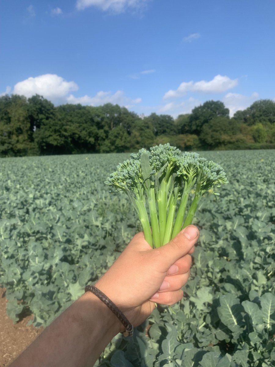 alexbaylis_'s tweet photo. Today marks the end of a testing planting season, the last of 9 million plants going in and the mid season plantings are starting to produce perfect tenderstem. https://t.co/2ujmNdQ8d0