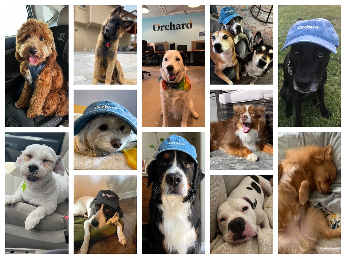 orchardhomesco's tweet photo. Happy #nationaldogday to our furry friends! Celebrating all of the pups who show up in our #orchardpets Slack channel, who say hello on Zoom calls, and who occasionally pop by our offices to give us sloppy kisses! 🐾 https://t.co/GDuQUooJeK