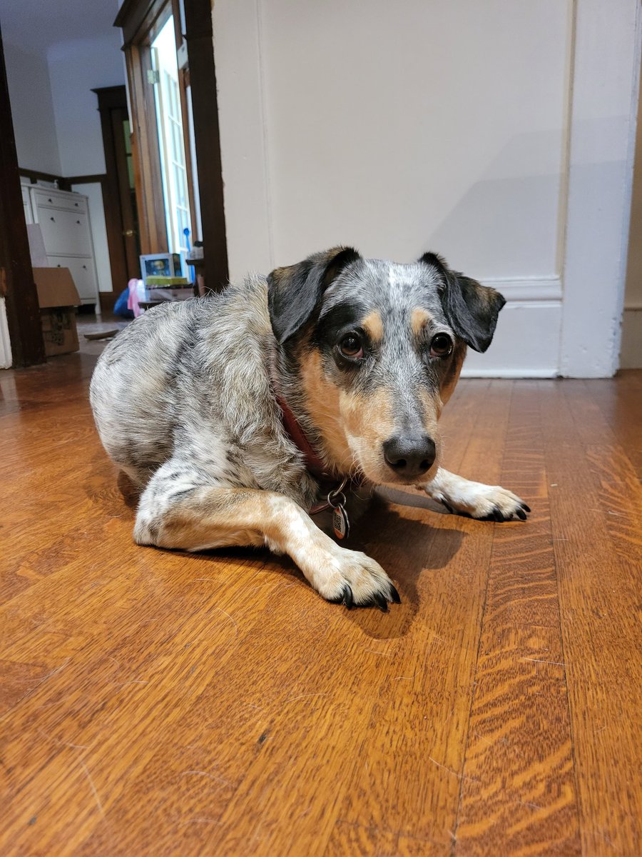 ocean_mouse's tweet photo. GASP! It's #InternationalDogDay ?? What adorable pups do you share an office with? We wanna see!
#OceanMouseStudio #indiegamedev https://t.co/SHvbwqcTXe
