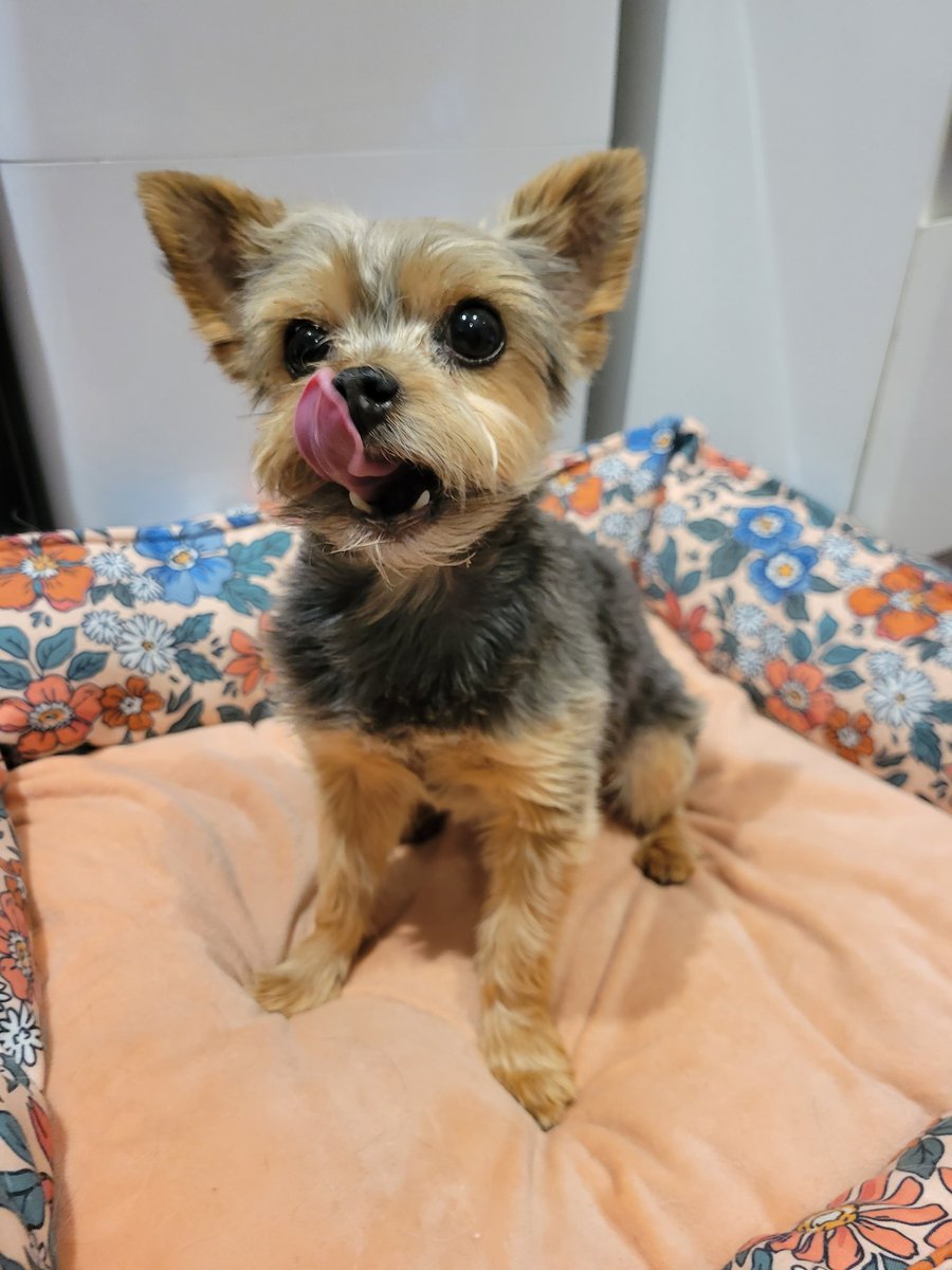 ocean_mouse's tweet photo. GASP! It's #InternationalDogDay ?? What adorable pups do you share an office with? We wanna see!
#OceanMouseStudio #indiegamedev https://t.co/SHvbwqcTXe