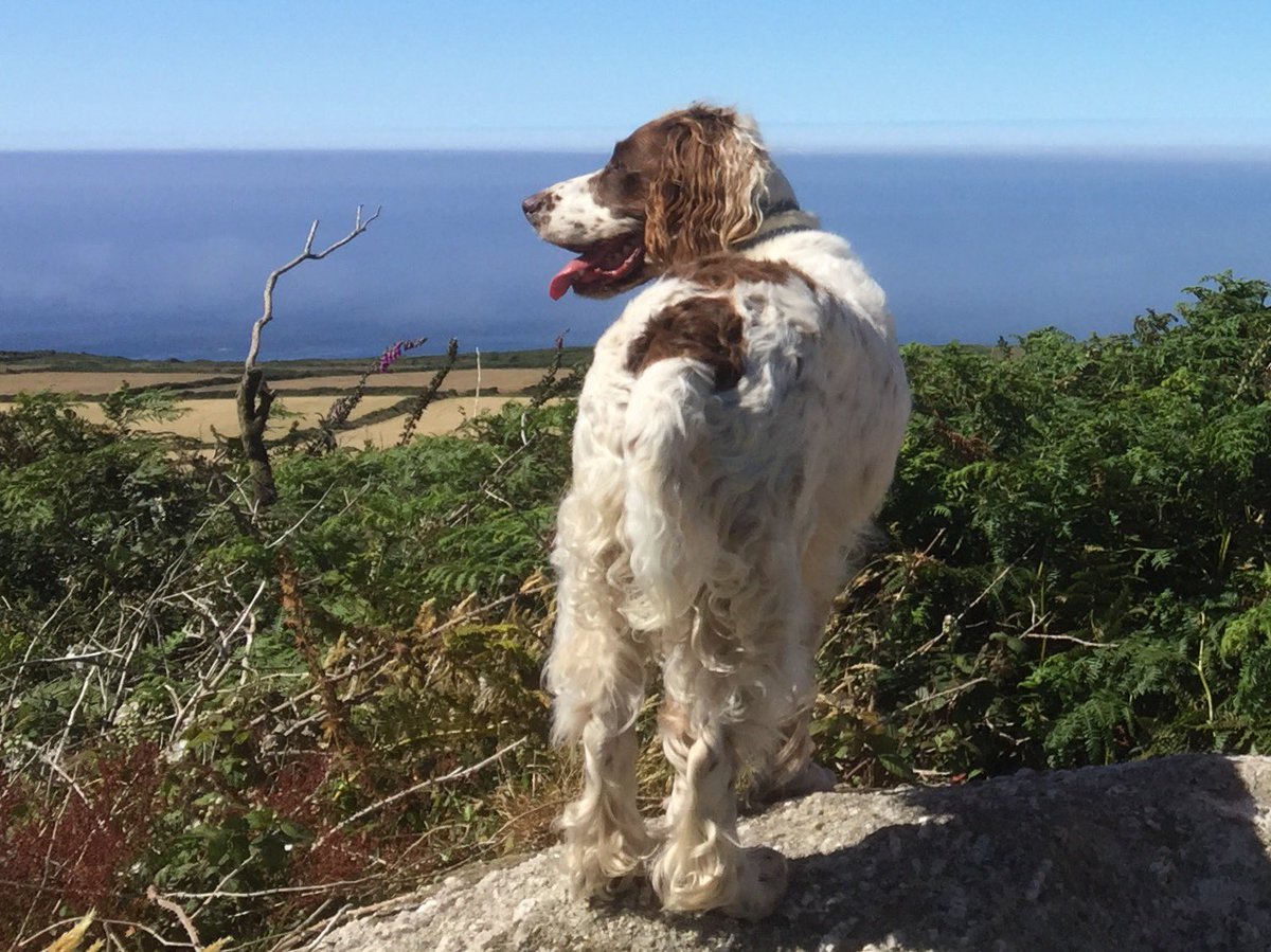trevalgan's tweet photo. Your four-legged friend can also enjoy our #awardwinning facilities and stunning location. In celebration of #internationaldogday , we are pleased to announce that for the 2023 season we will have a new, small secure area onsite dedicated for some off-lead time 😊 https://t.co/MHxGqnDZVe