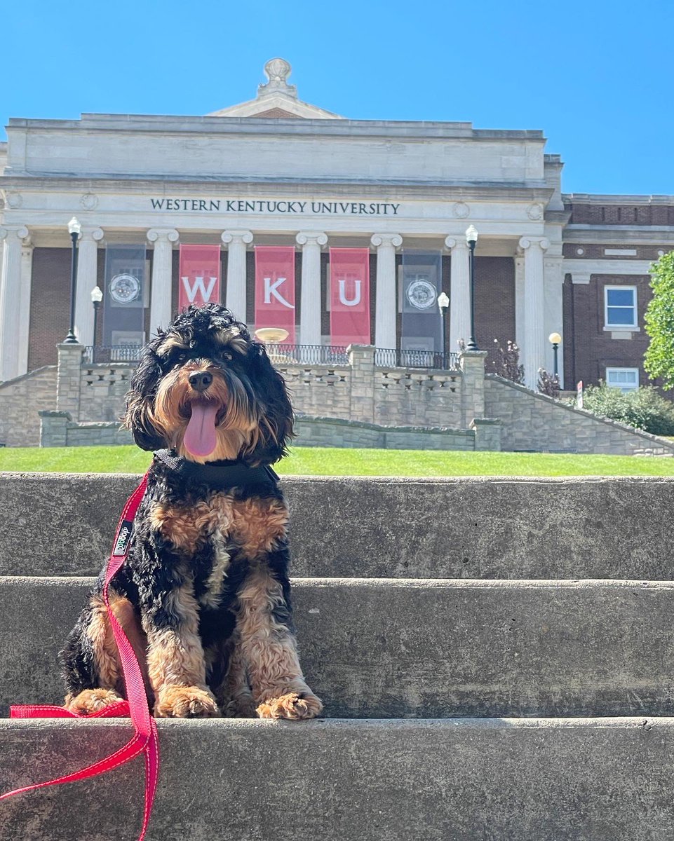 WKUCEBS's tweet photo. In honor of #InternationalDogDay, introducing… 🥁Professor Chip! Chip is a certified therapy and emotional support dog. He will be assisting in some CEBS classes, and you can meet him on Fridays in the Student Success Center on the 1st floor of GRH. #WKU https://t.co/jGdmnwpqDV