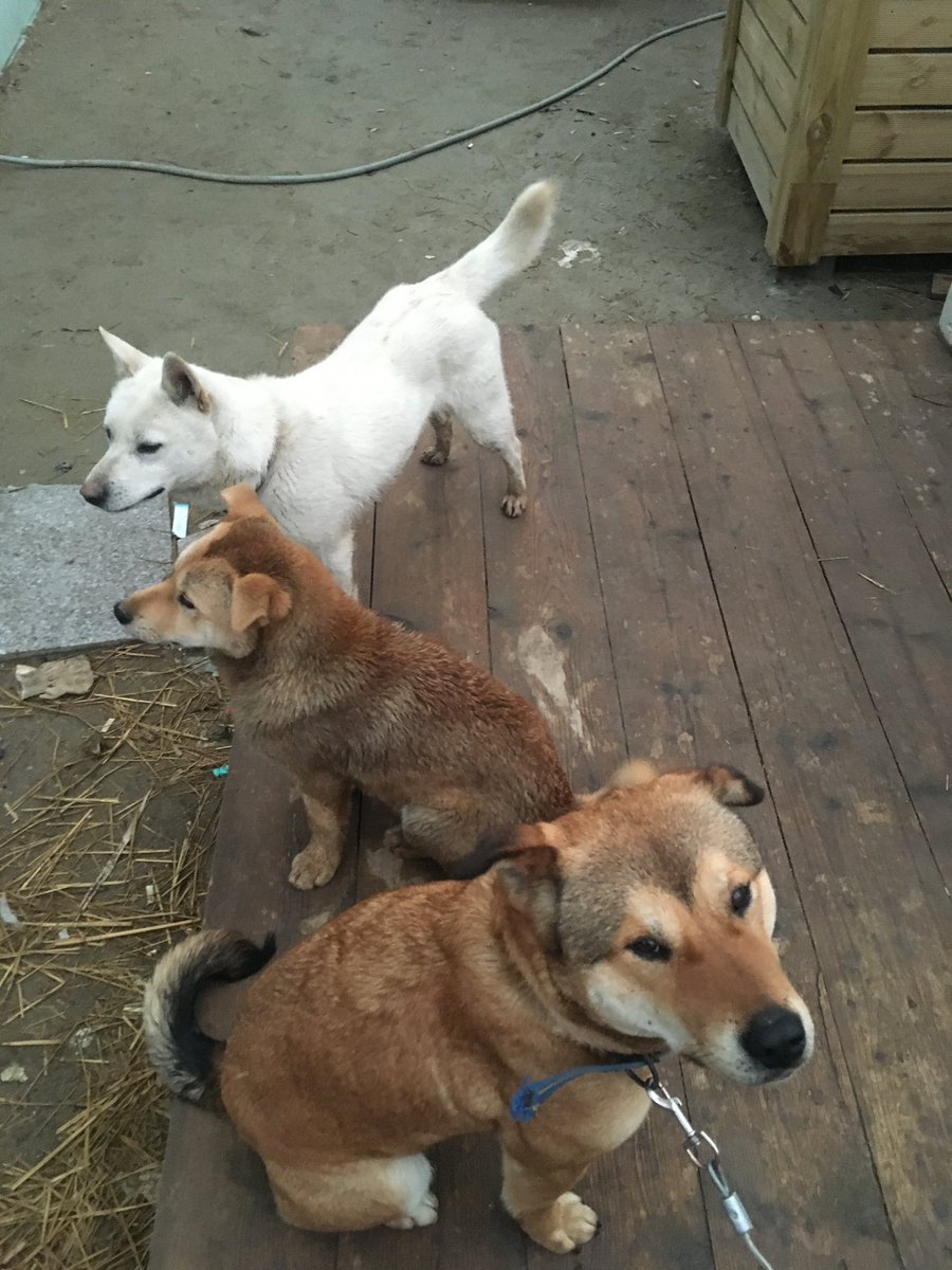 god_savethe_dog's tweet photo. @_yukimax 감사합니다. 힘써주셔서 정말 감사했어요. 크림이도 많이 고마웠을 거예요. 장례 준비하면서 크림이 사진 보는데 단풍이랑 행복이랑 같이 찍은 사진도 좀 있더라구요. 비 와서 비 쫄닥 맞았네요. https://t.co/3A9f0JBGrR