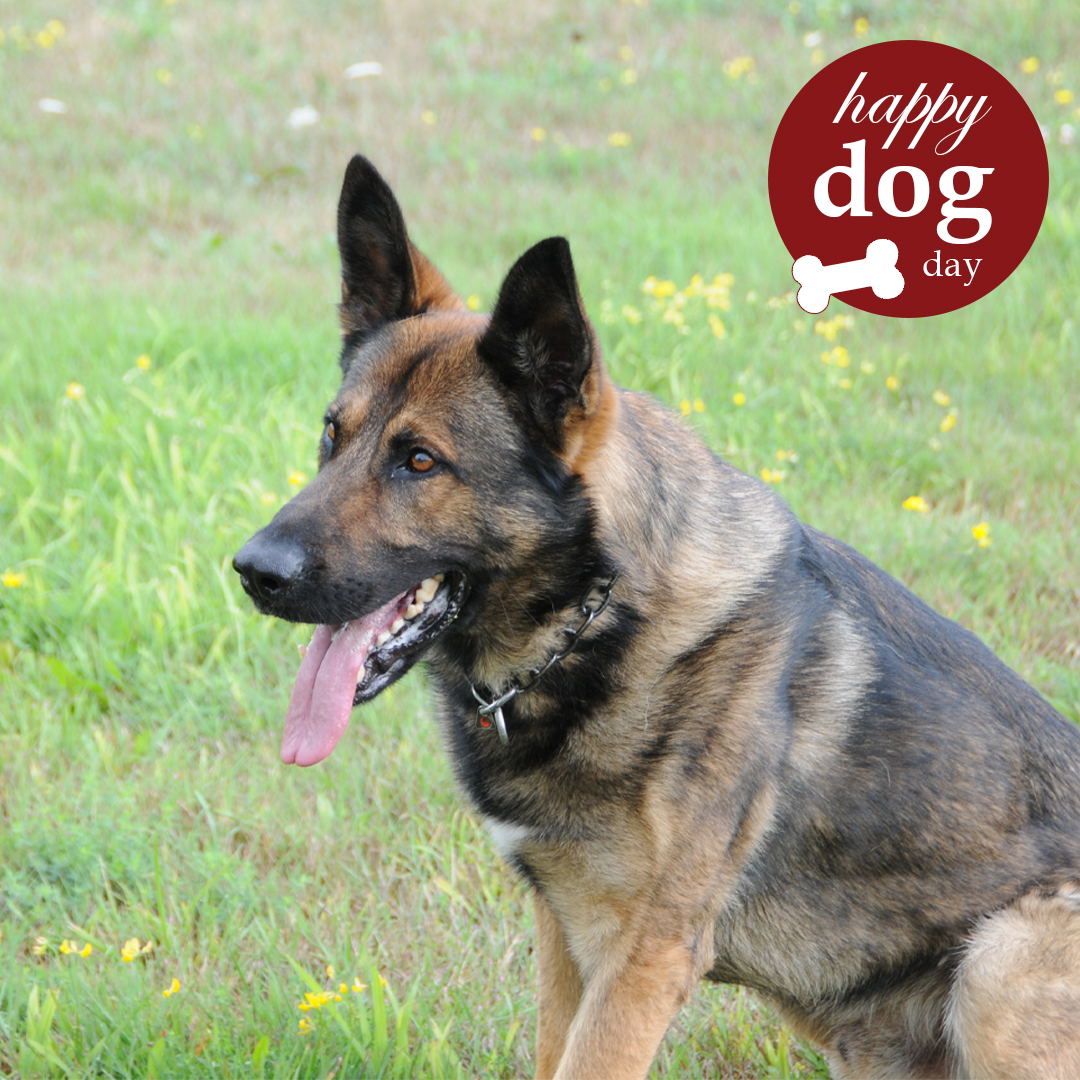 GuelphPolice's tweet photo. Today we are wishing PSD Echo, PSD Titan and all the other Guelph dogs a happy international dog day! Thank you for everything you do for our community every day! 

#internationaldogday #dogsofguelph #guelph – sm https://t.co/fGhwgaj7pw