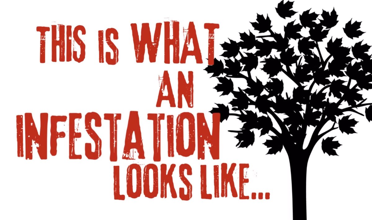 USDA_APHIS's tweet image. Do you know what an Asian longhorned beetle infestation looks like? Watch this video to learn the signs. Report at AsianLonghornedBeetle.com or call 1-866-702-9938. #ALB #TreeCheckMonth @StopALB @MassDeptAgr @OhioDeptofAg @nyagandmarkets @ClemsonUniv youtu.be/QxO3lXqkzuk