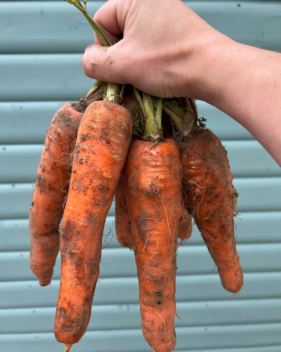 Dirty plums &amp; Victoria carrots or similar #freshfruitnveg #muasdale #kintyre #gigha #tarbert #victoriaplums