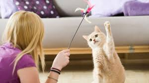 Sara_cats tweet media