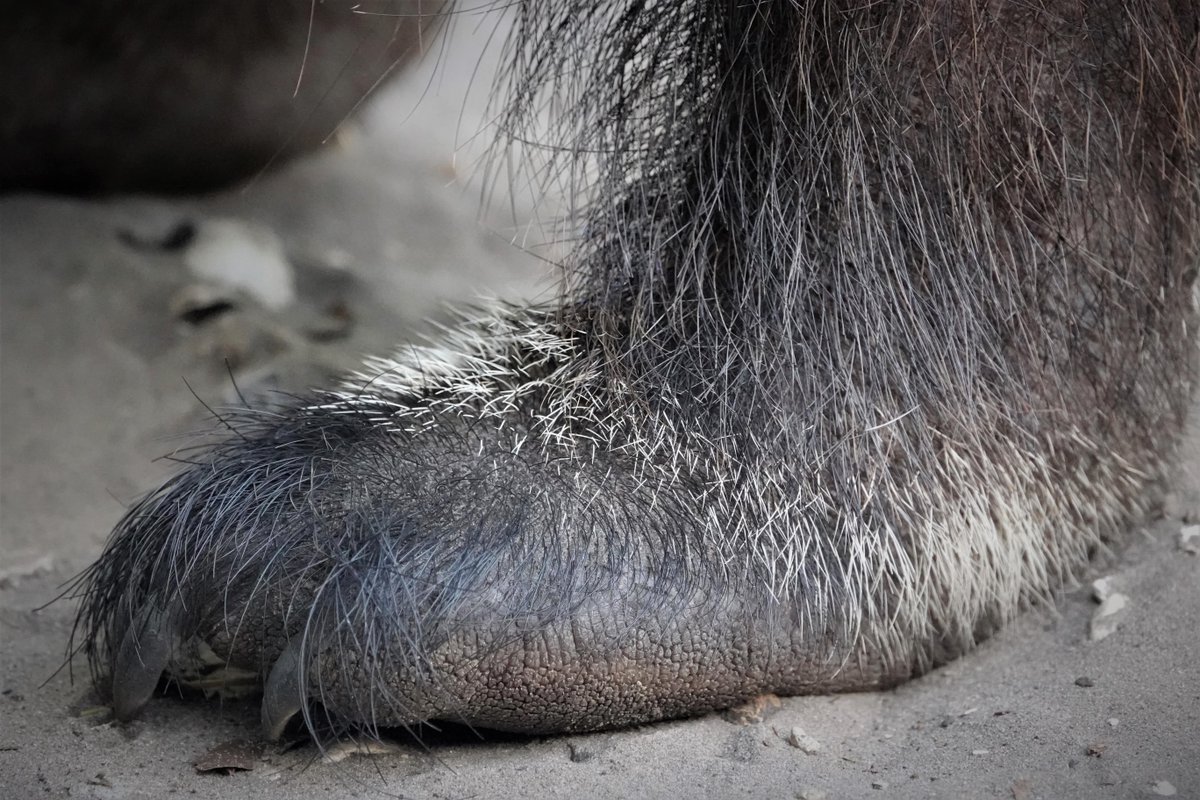 NaplesZoo's tweet photo. It's time for another Keeper EXTREME close-up!

Can you guess which of our zoo animals are pictured?

#napleszoo #whattodoinnaples #naplesfun #placesinnaples #naplesmoms #onlyinnaples #swfl #southwestflorida #floridafun #southwestfl #swflorida #animalsoftwitter #zoofun #closeup https://t.co/7w0U2skiy9