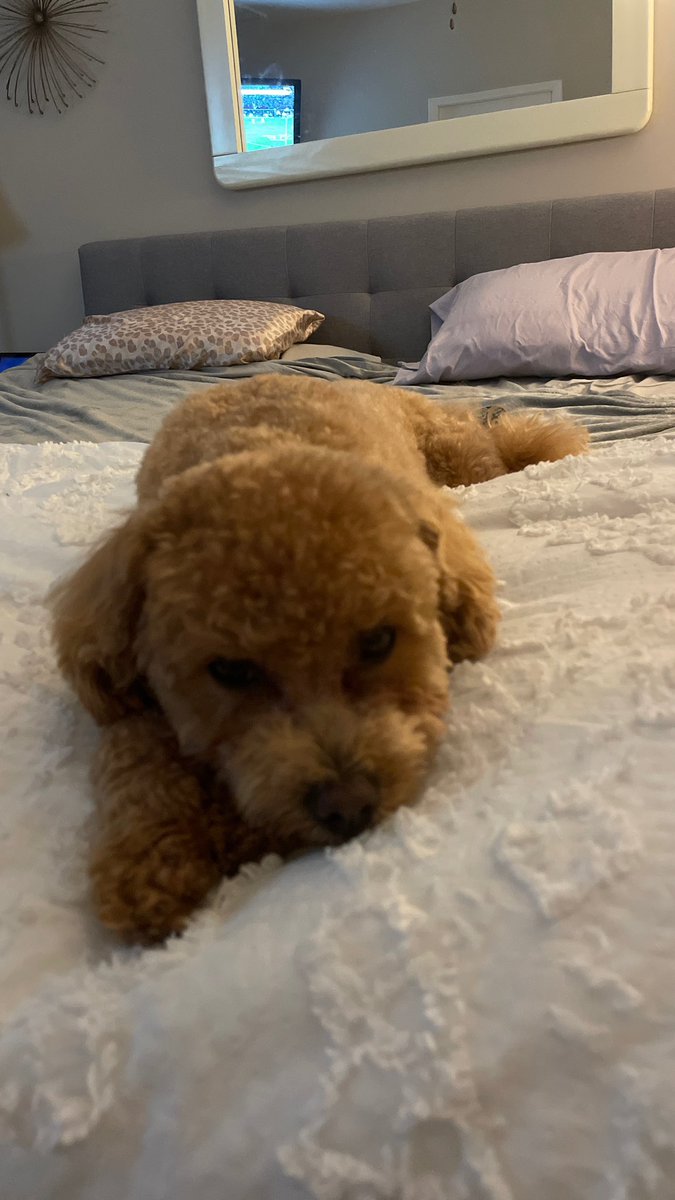 MADDAWGDarrow's tweet photo. Happy #NationalDogDay ! https://t.co/h5HtdZ5gYh