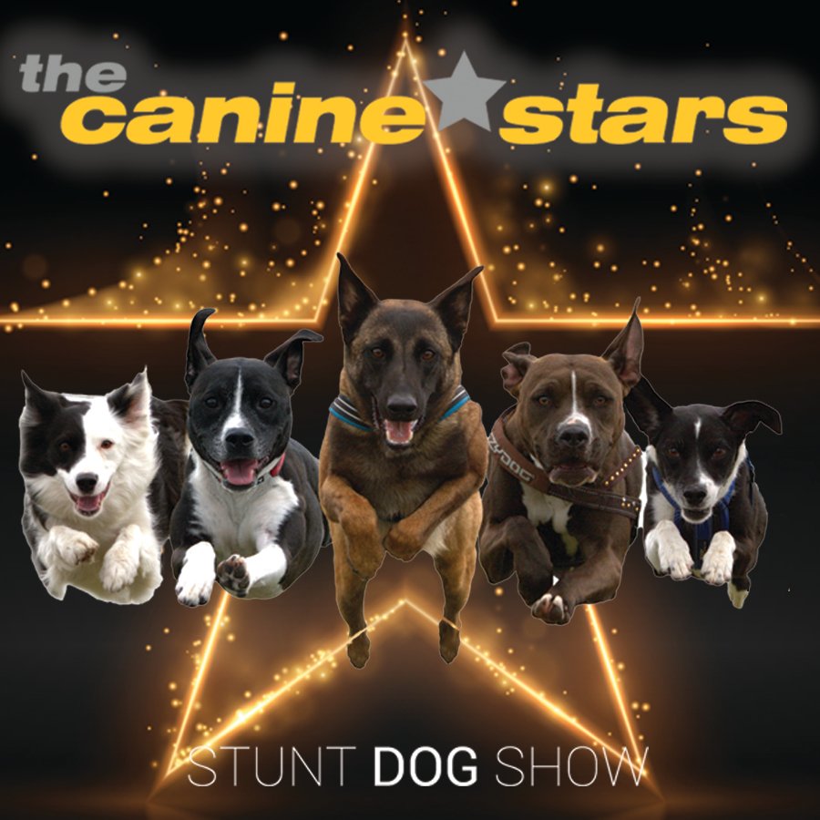 If you're celebrating #NationalDogDay today, then you'll love The Canine Stars Stunt Dog Show on Sept. 29 at the <a href="/MattieKellyArts/">Mattie Kelly Arts</a> Center! This touring act features trainers and dogs adopted from around the world. Tickets are available beginning Aug. 29 at mattiekellyartscenter.org.
