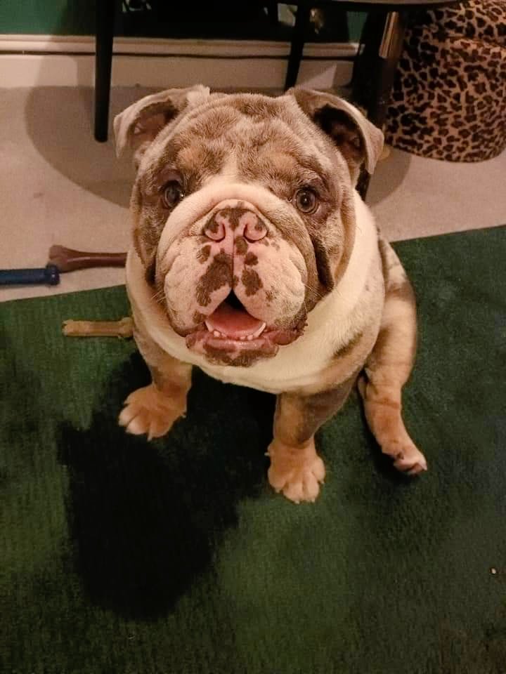 JessOTPowell's tweet photo. So today is #InternationalDogDay so I have to celebrate Bronson 🐶🐶 #britishbulldog #puppy #pettherapy #littlebeauty https://t.co/dGdu82vEXN
